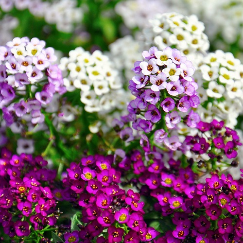 Alyssum Seeds Mixed